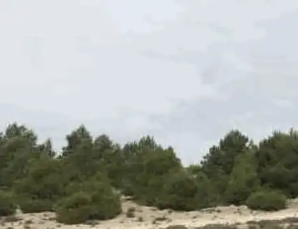 Land for sale in Pl 14 - Morrón de Arriba -, Zarza de Tajo