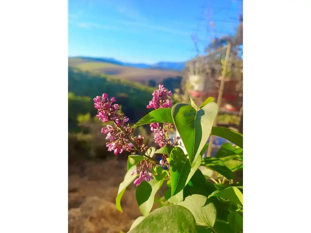 Jardín de Casa o chalet en venta en Alhama de Granada