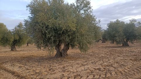 oferta de finca con olivos , immagine 4