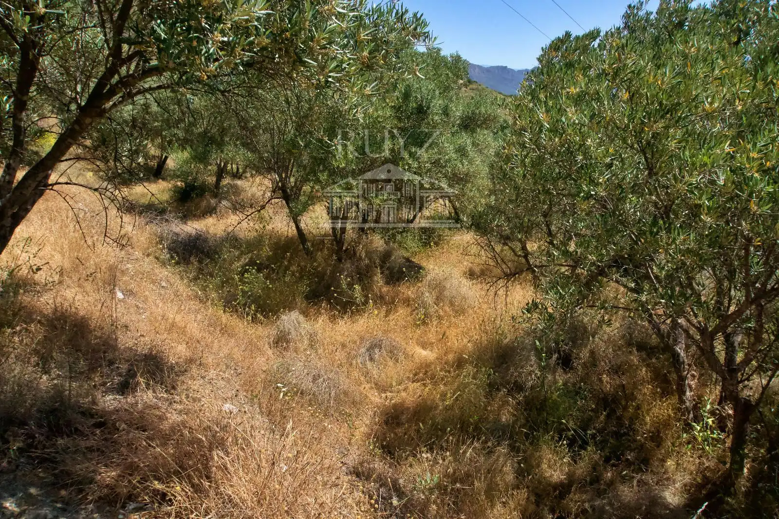 Terreny rústic en venda a Paraje El Poyetón, imagen 8