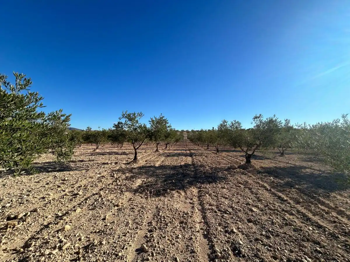 Finca rústica en venda en Jumilla