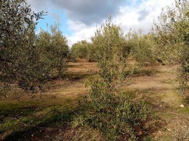 Rustikales Grundstück zum Verkauf in Arahal