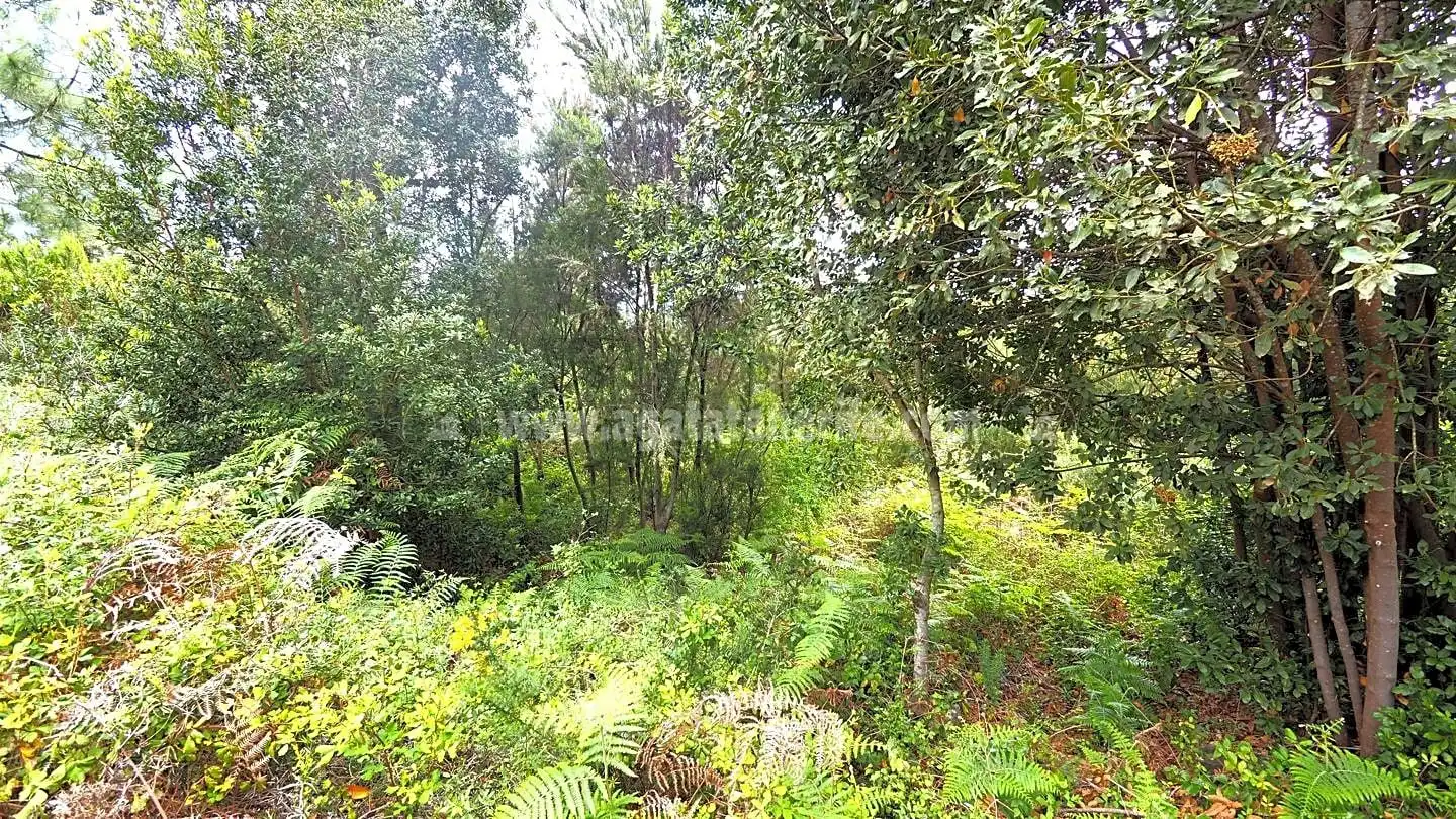 Lands and plots for sale in La Vega - El Amparo - Cueva del Viento, imagen 3