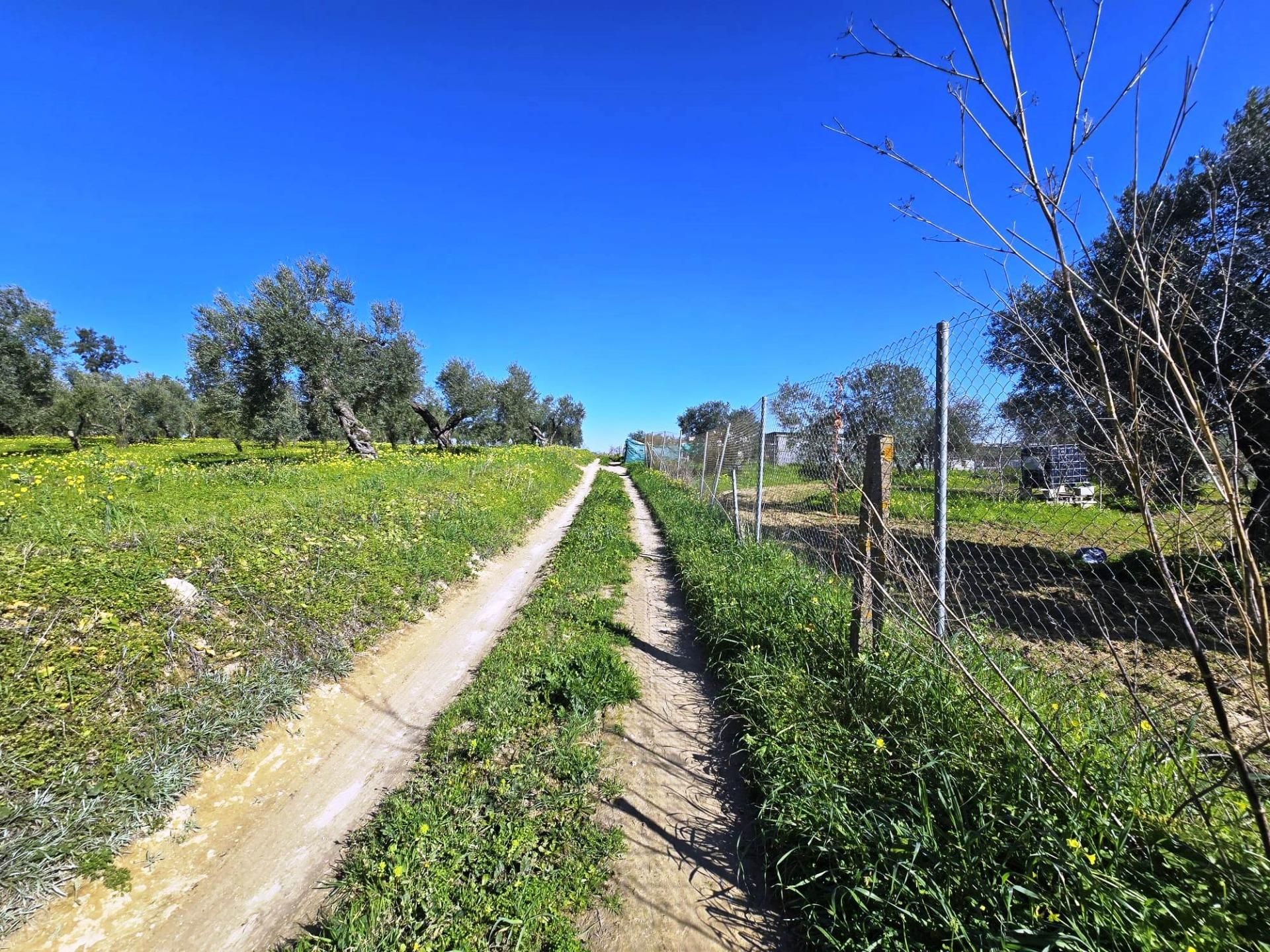 Land for sale in Bormujos
