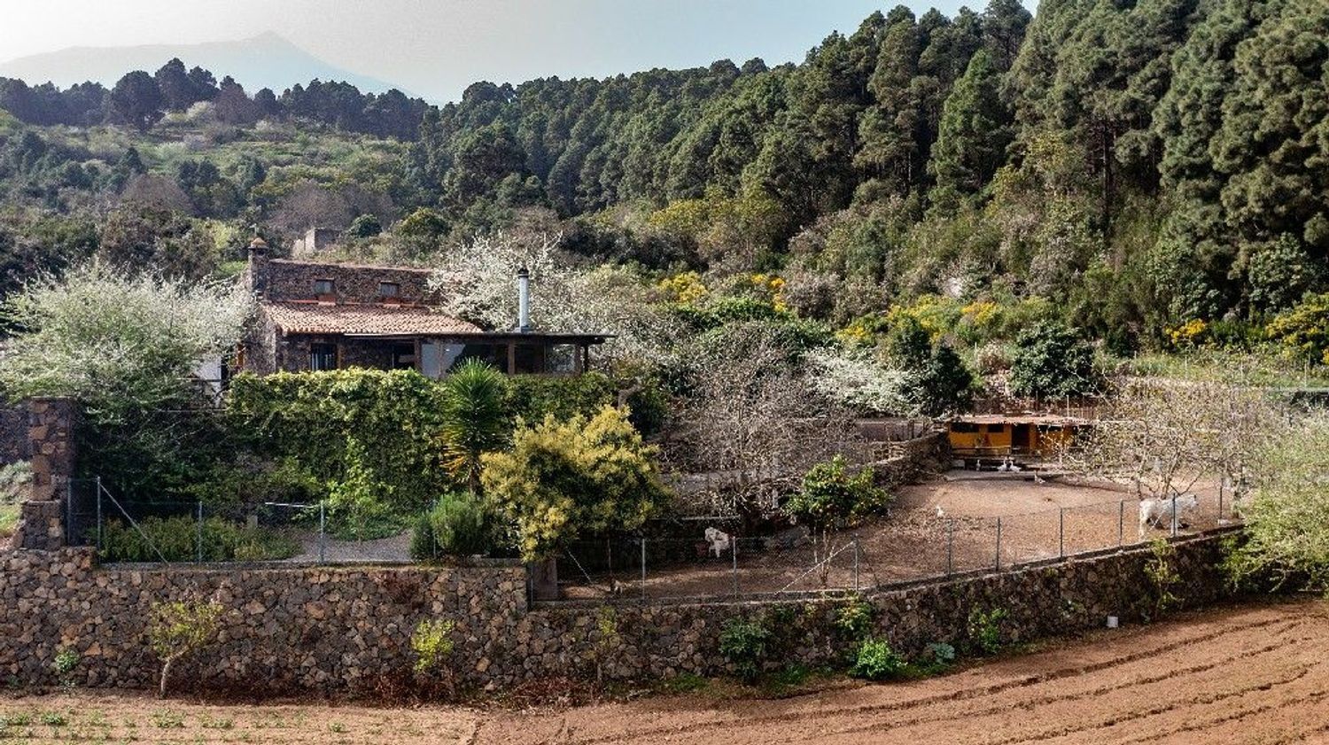 Garden of House or chalet for sale in Icod de los Vinos  with Private garden, Terrace and Community pool