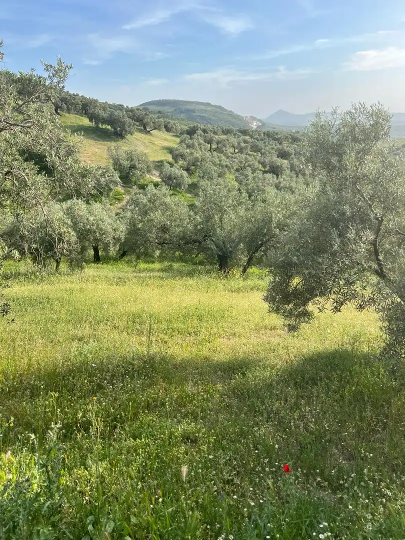 Terreno rustico in vendita a Cabra, imagen 9