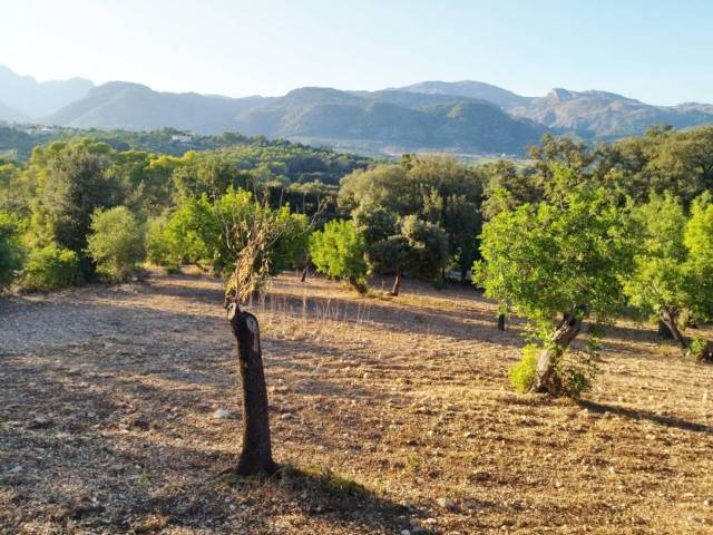 Terreno en Venta en Campanet