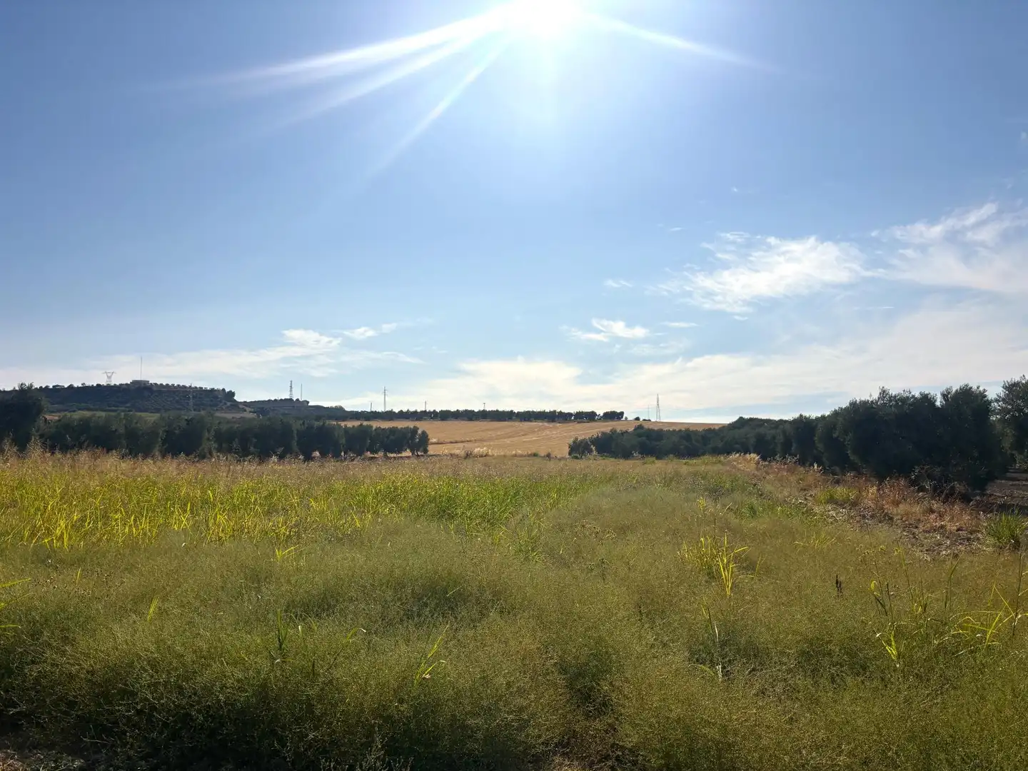 Rural land for sale in Valencina de la Concepción, imagen 8