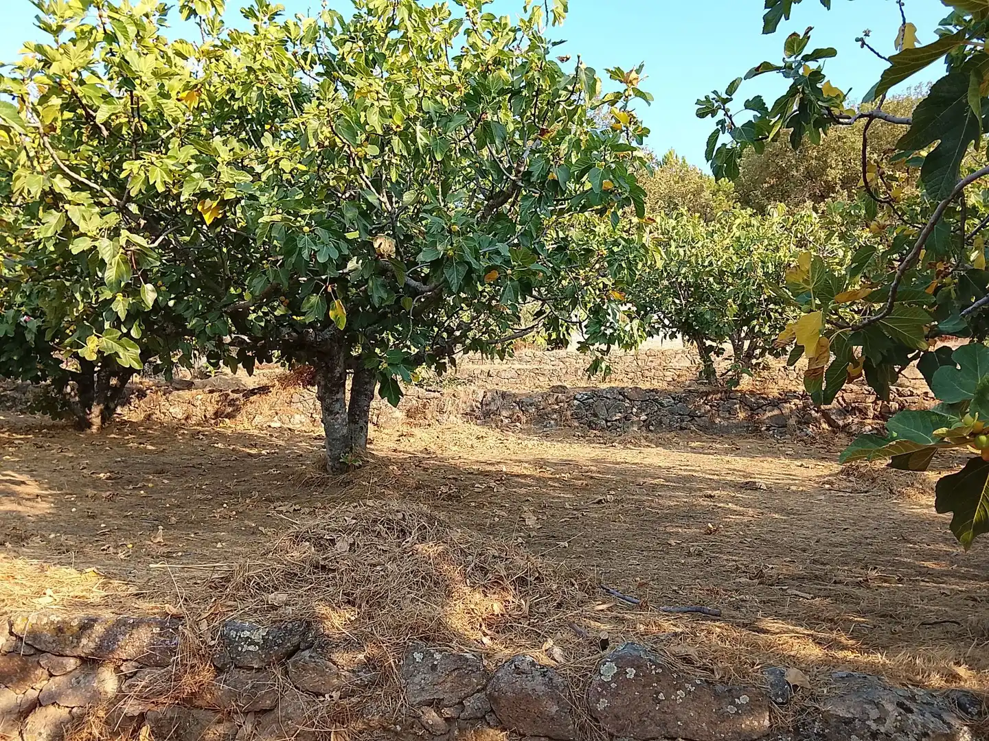 Terreny en venda en Madrigal de la Vera