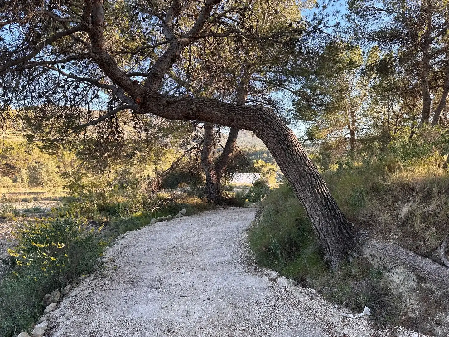 Terreny rústic en venda a Foies de baix, imagen 17