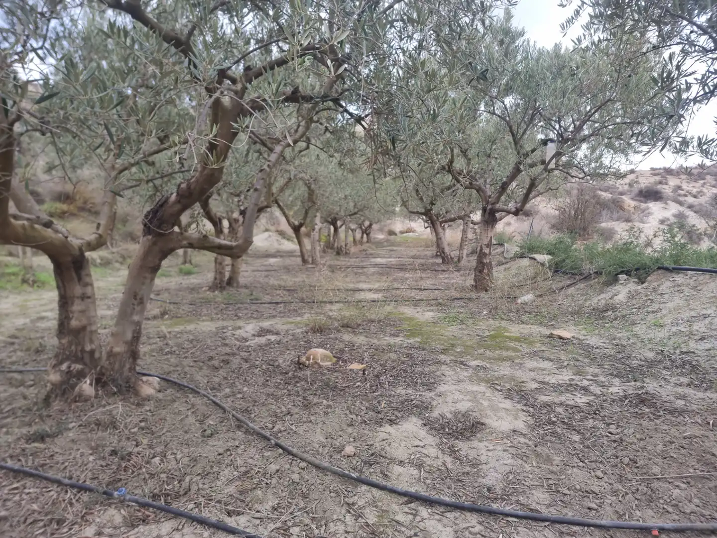 Rural land for sale in Calle Camino Ancho 4, imagen 8