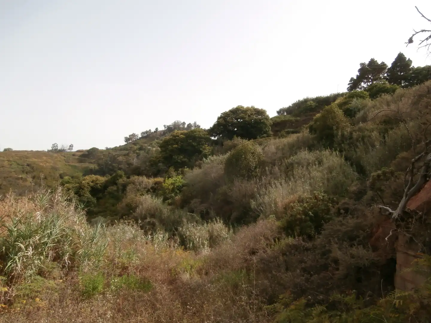 Finca rústica en venta en Camino Lomo el Marco, 41, Moya (Las Palmas)