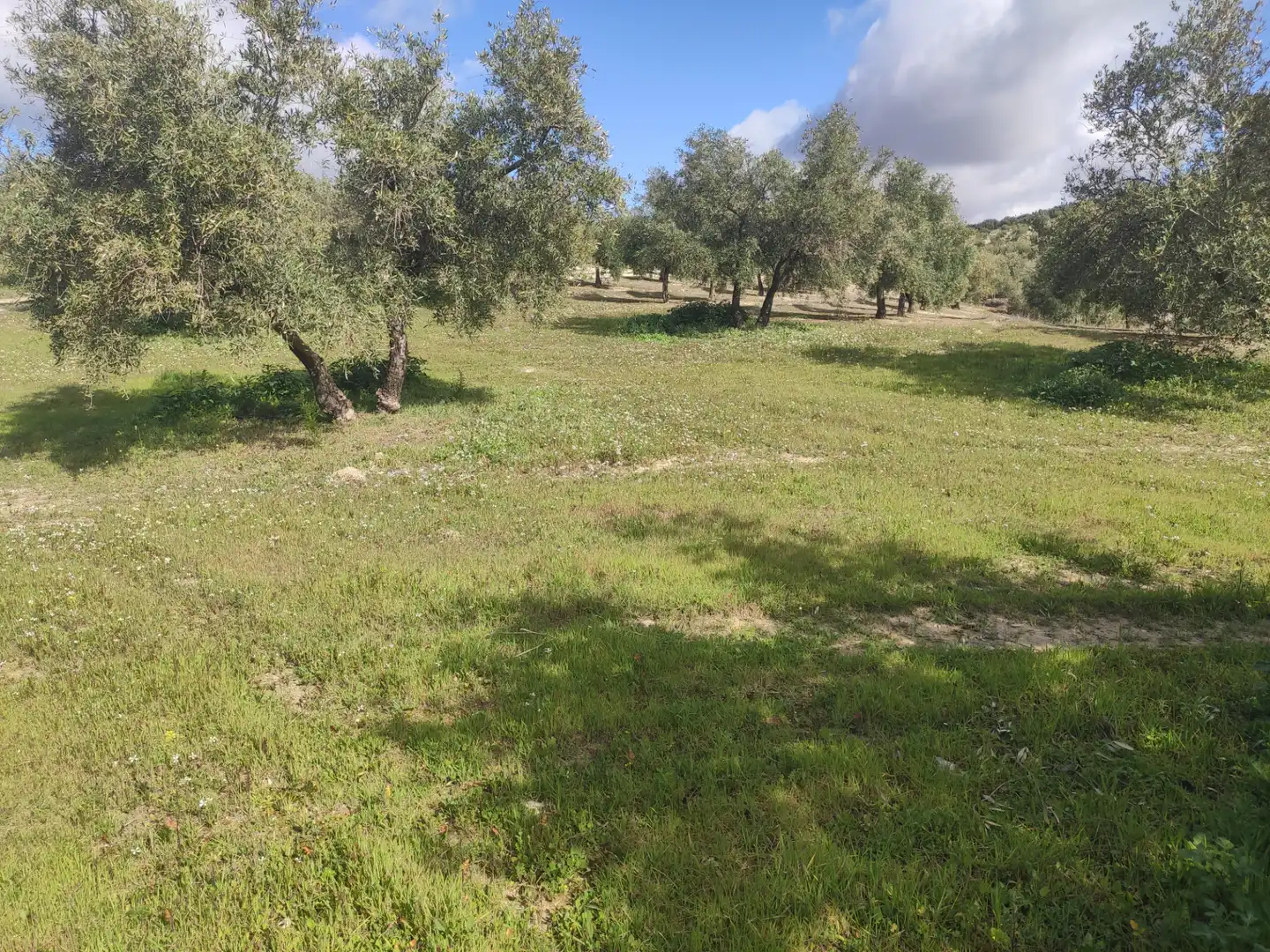 Terrain rustique à vendre à CIUDAD DE BAENA 68