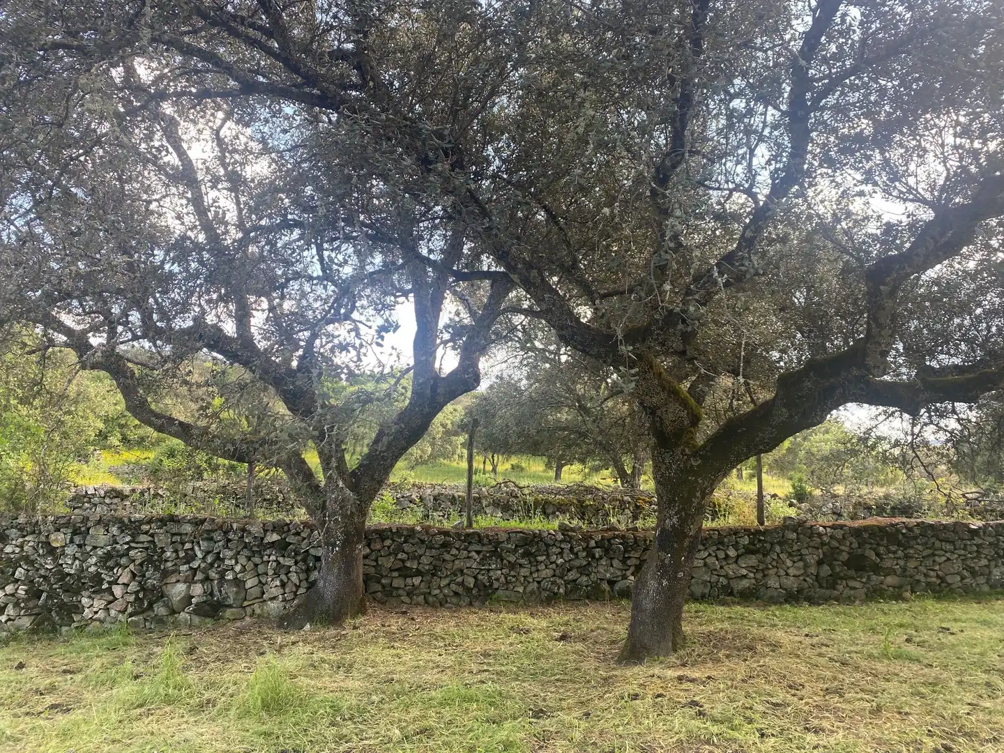 Finca rústica en venta en El Real de San Vicente con Aire acondicionado, Calefacción y Terraza