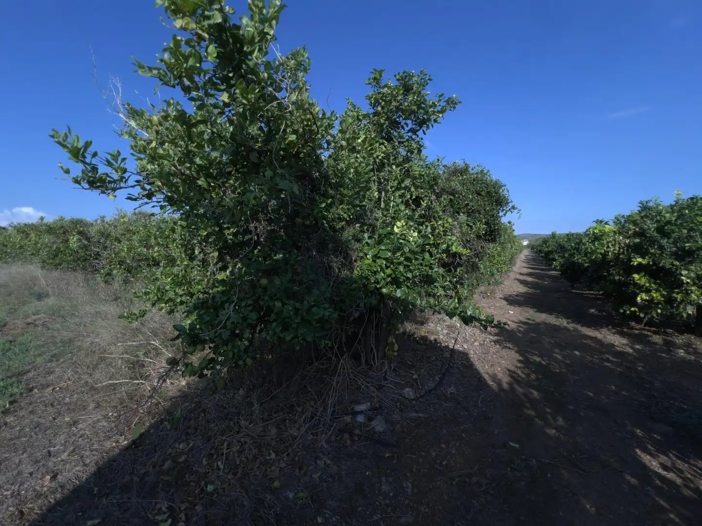 Rural land for sale in Alcanar, imagen 5