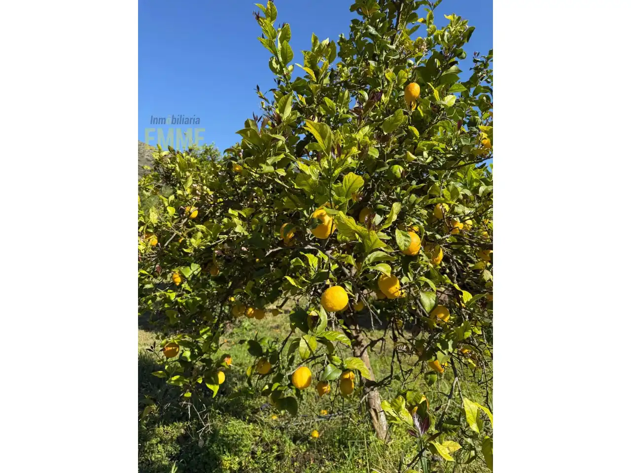 Jardí de Casa o xalet en venda en Jimera de Líbar amb Jardí privat i Terrassa