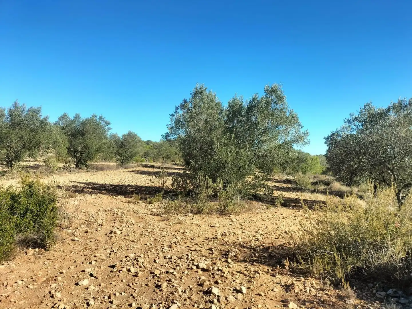 Terreno rustico in vendita a Polígono 6 Parcela 31 CARRASQUETA. NAVARRES (VALE 6