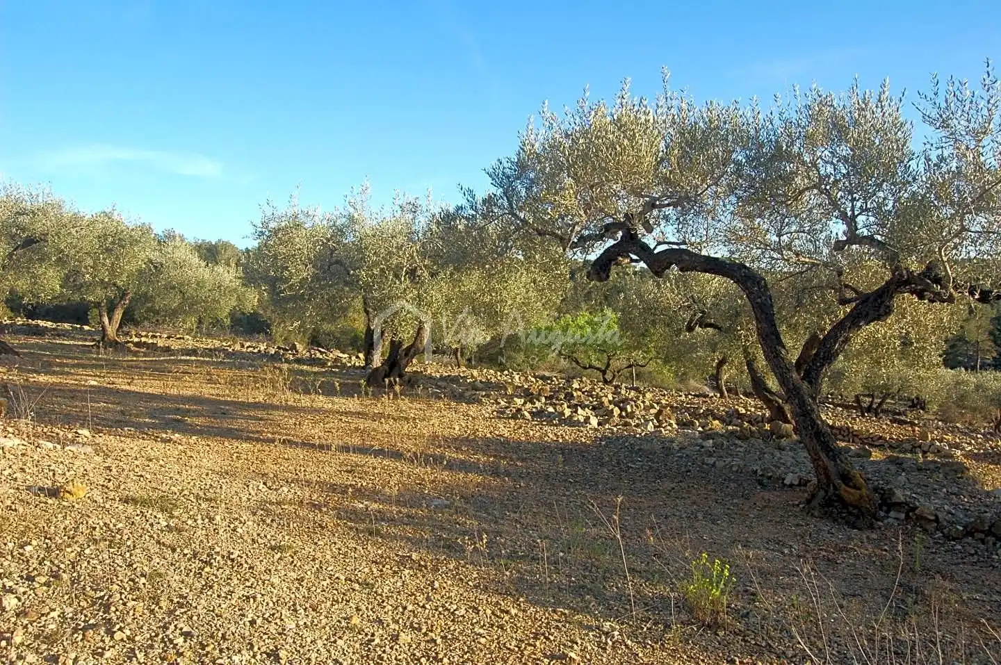 Terreno rustico in vendita a Burgà, imagen 10