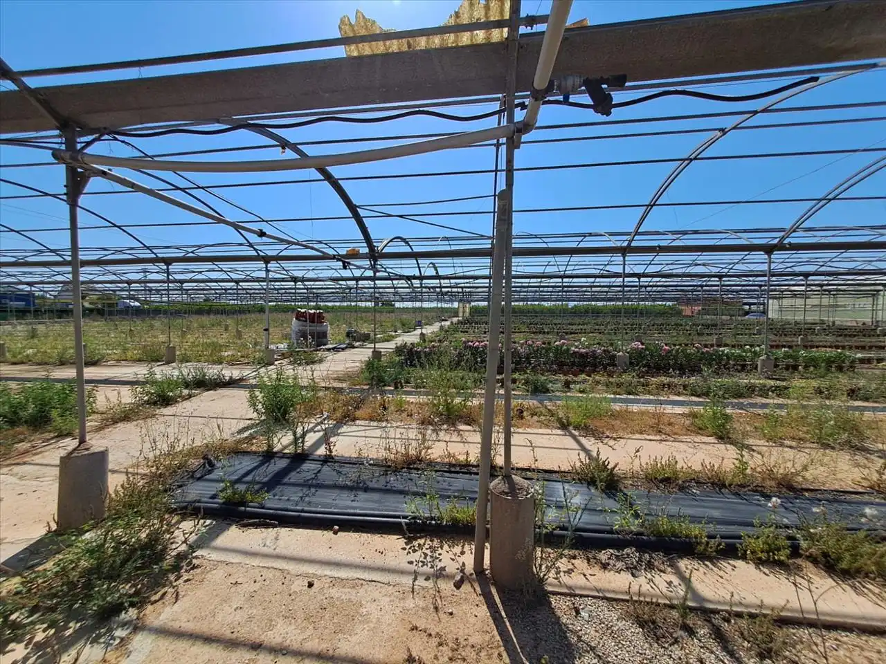 Garten von Grundstücke zum Verkauf in Catadau