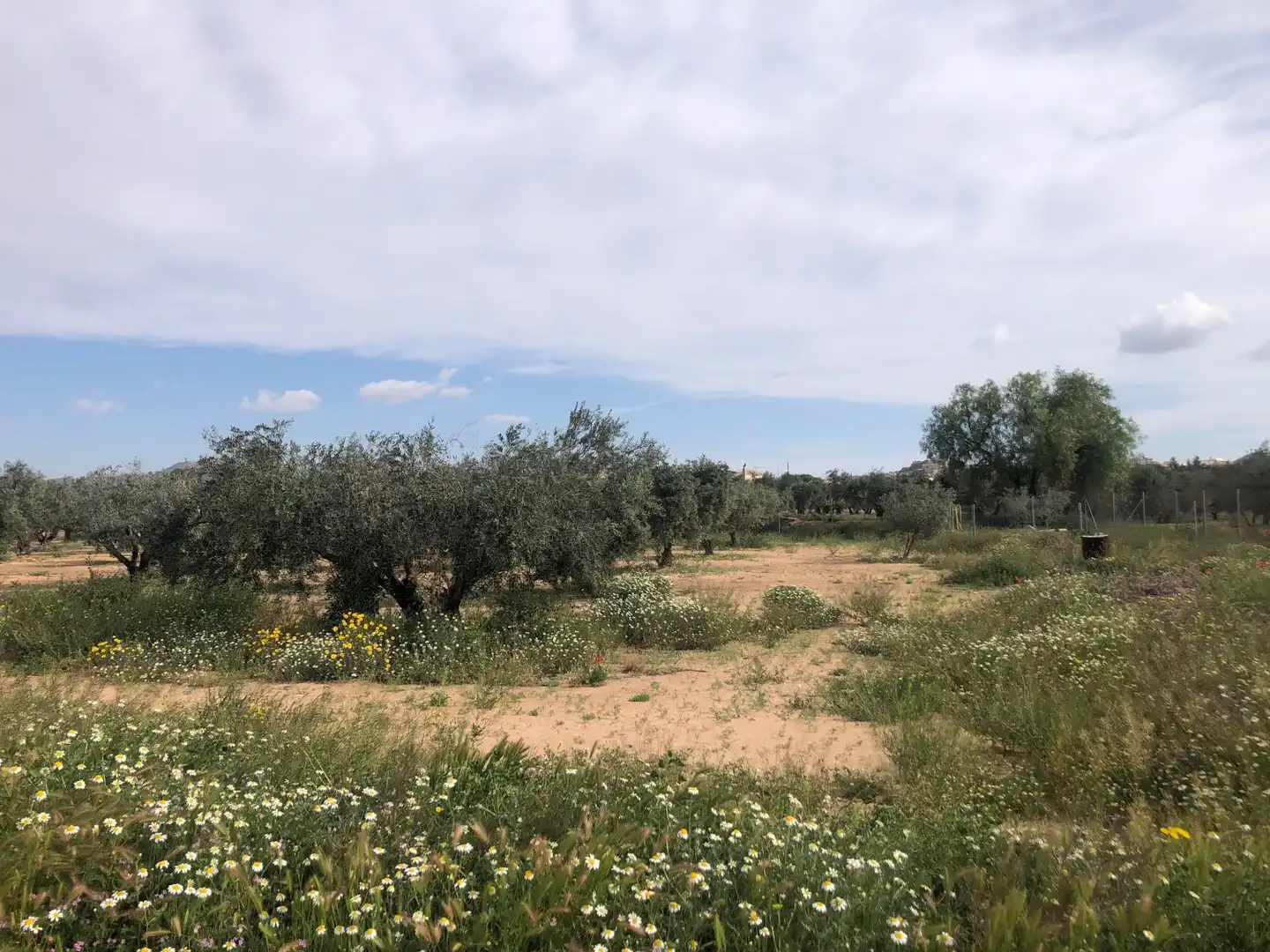Terrenos y solares en venta en Hellín, imagen 4