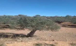 Finca rústica en venta en Jérica