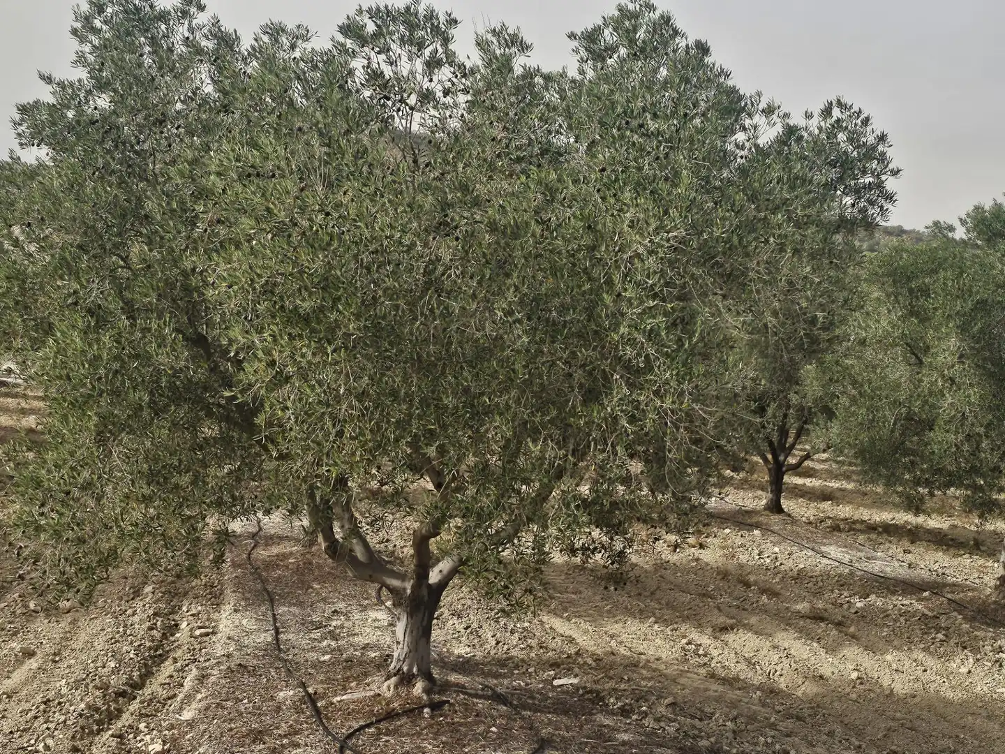 Rural land for sale in Desamparados - Hurchillo - Torremendo, imagen 15