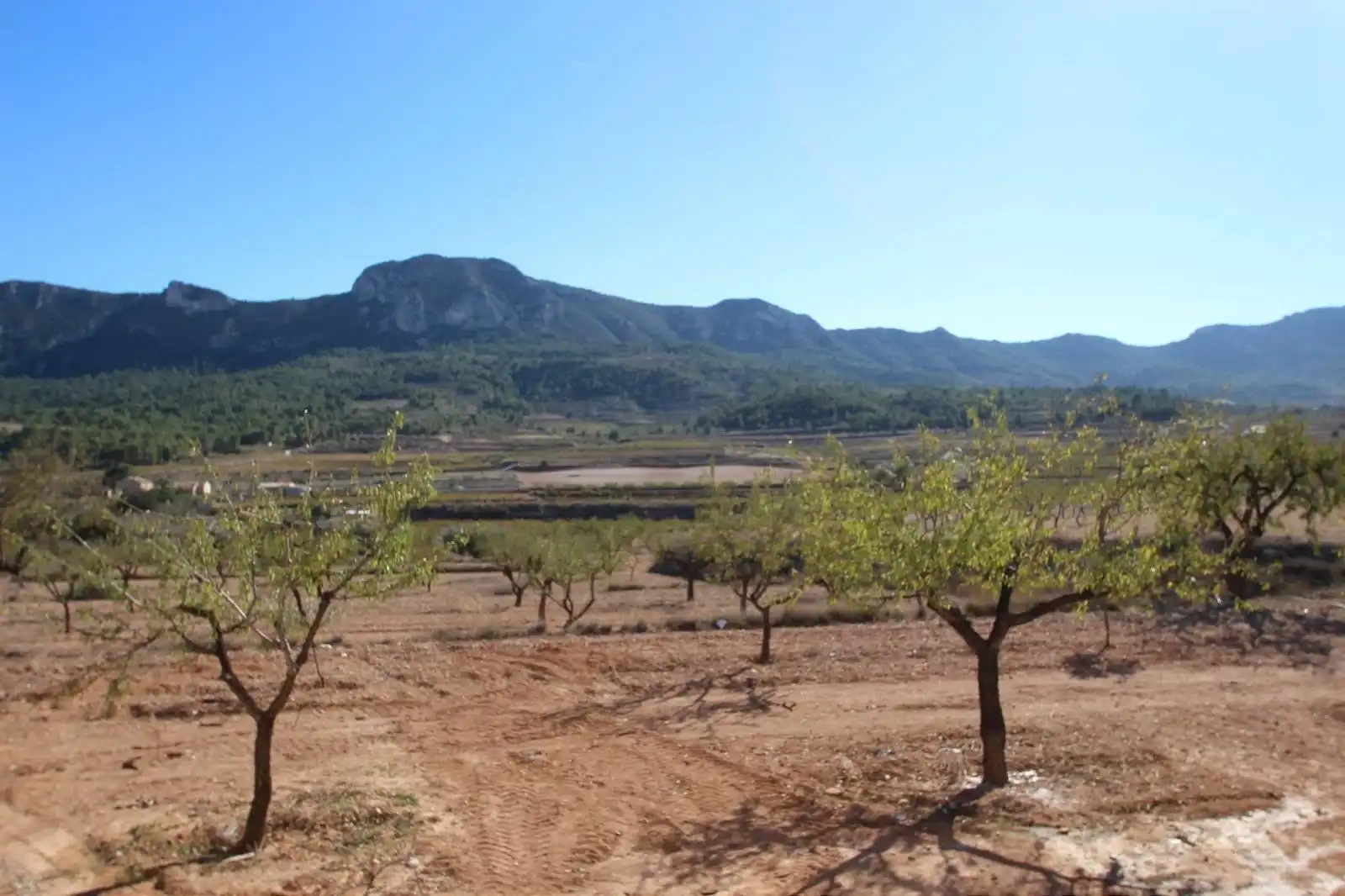 Xalet en venda a La Romana, imagen 20
