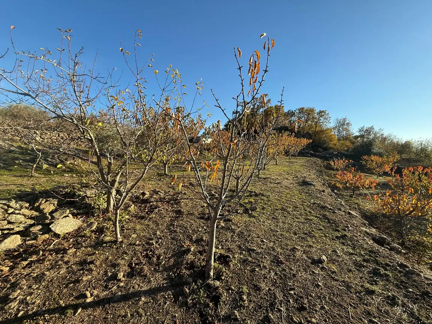Land for sale in Arroyomolinos de la Vera