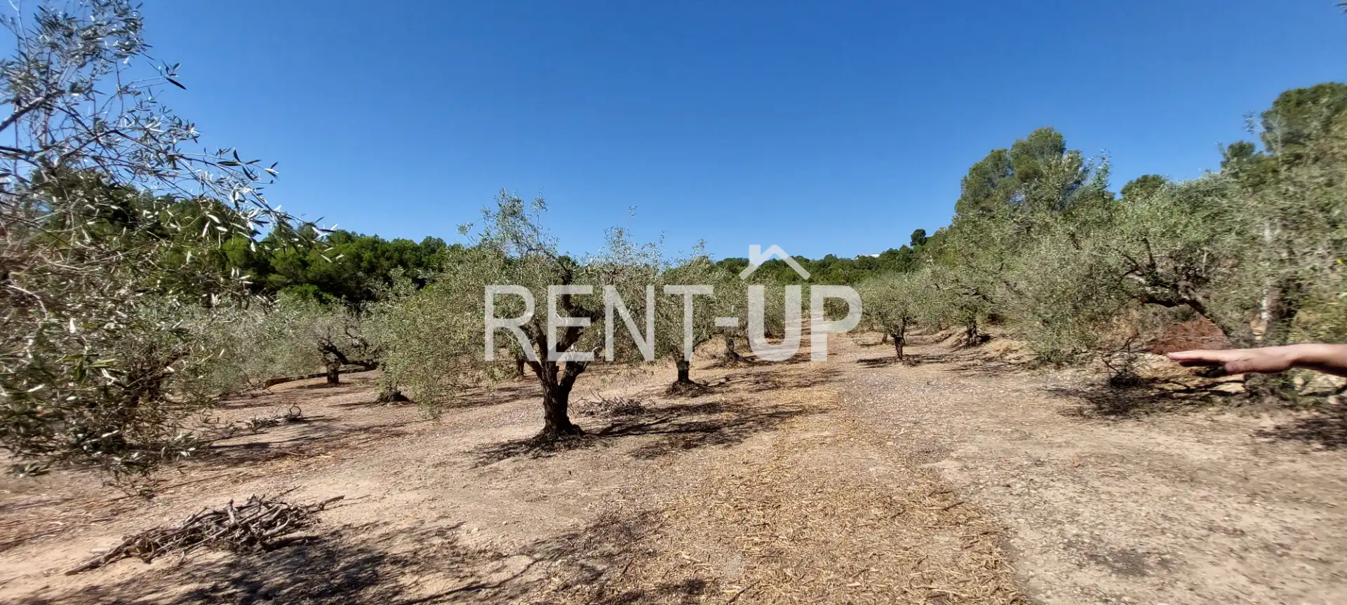 Terreny rústic en venda a Xàtiva, imagen 11