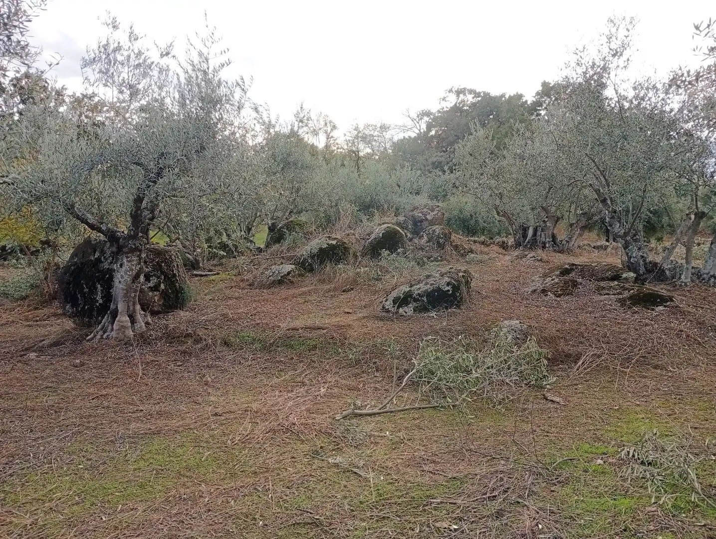 Terreni e lotti in vendita a Villanueva de la Vera, imagen 31
