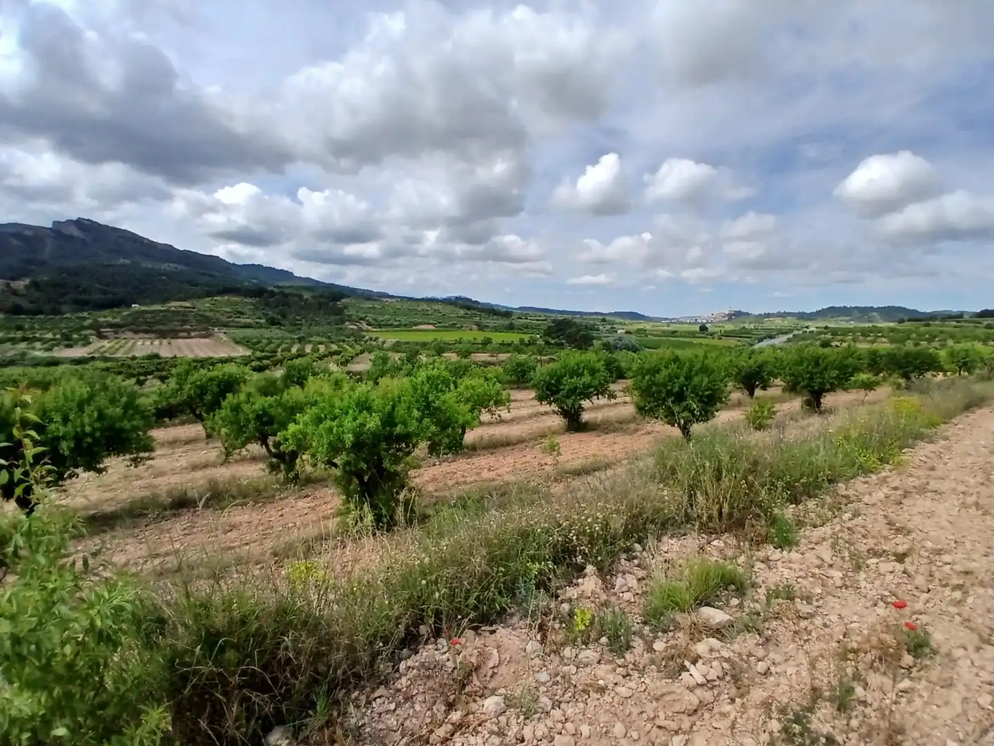 Rural land for sale in Corbera d'Ebre, imagen 16