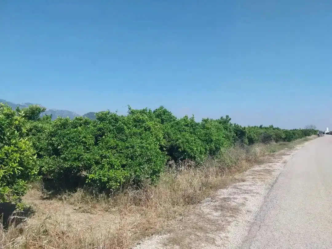 Rural land for sale in Tavernes de la Valldigna, imagen 8