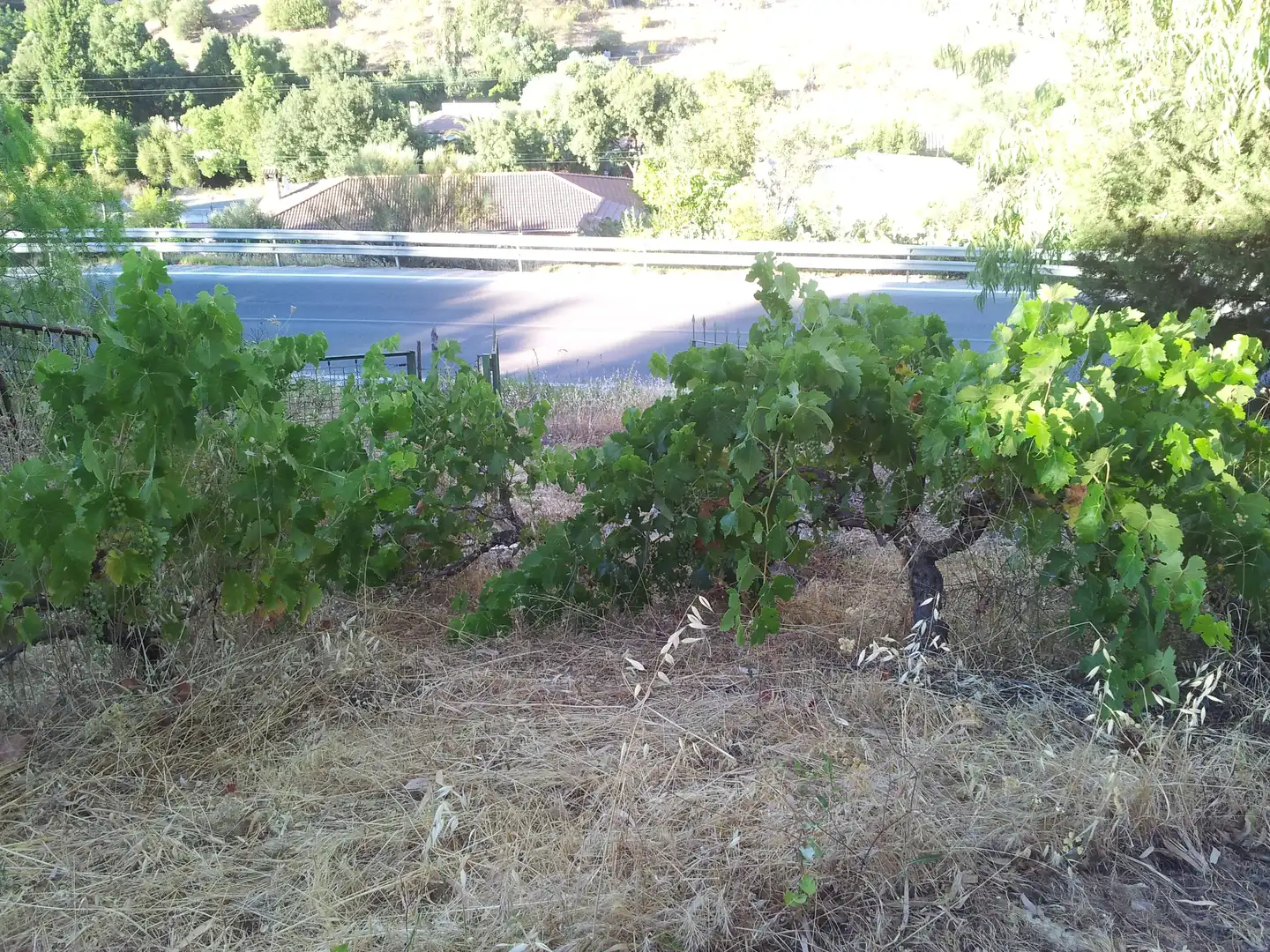 Finca rústica en venta en Ubrique
