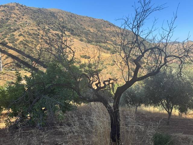 Terreno en Venta en Residencial Jardín Botánico