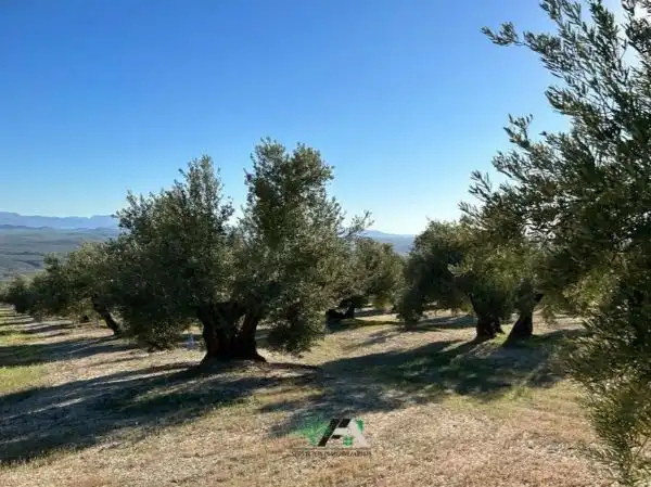 Terreni e lotti in vendita a Begíjar