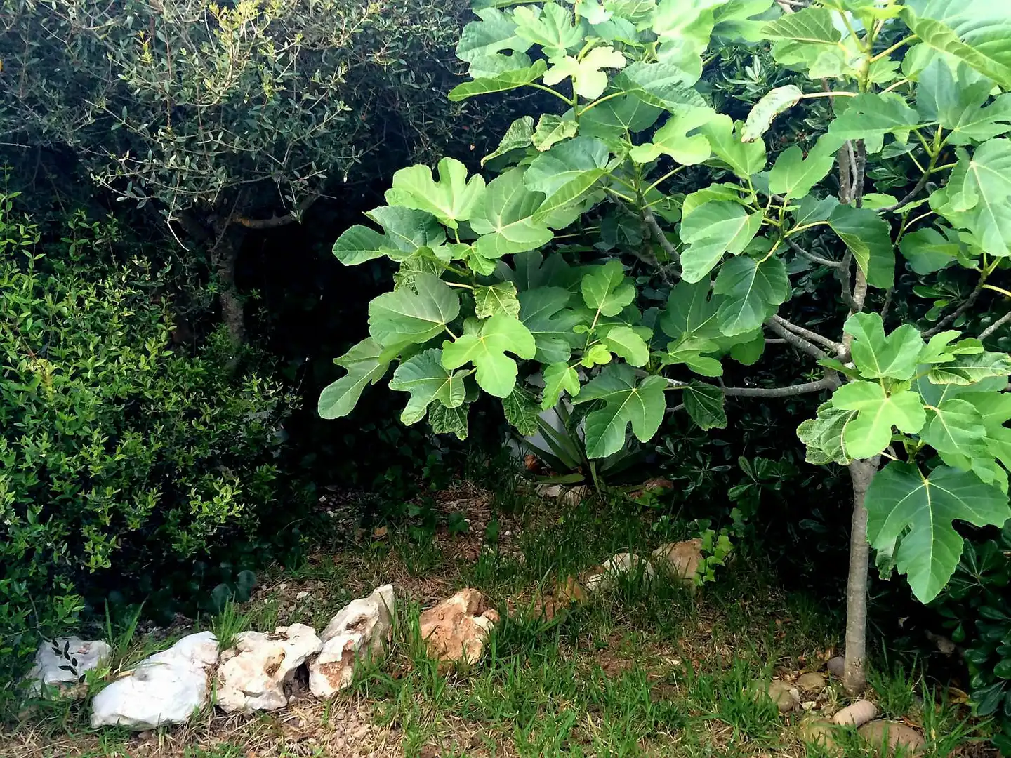 Jardí de Casa o xalet en venda en Ciutadella de Menorca amb Jardí privat, Terrassa i Forn