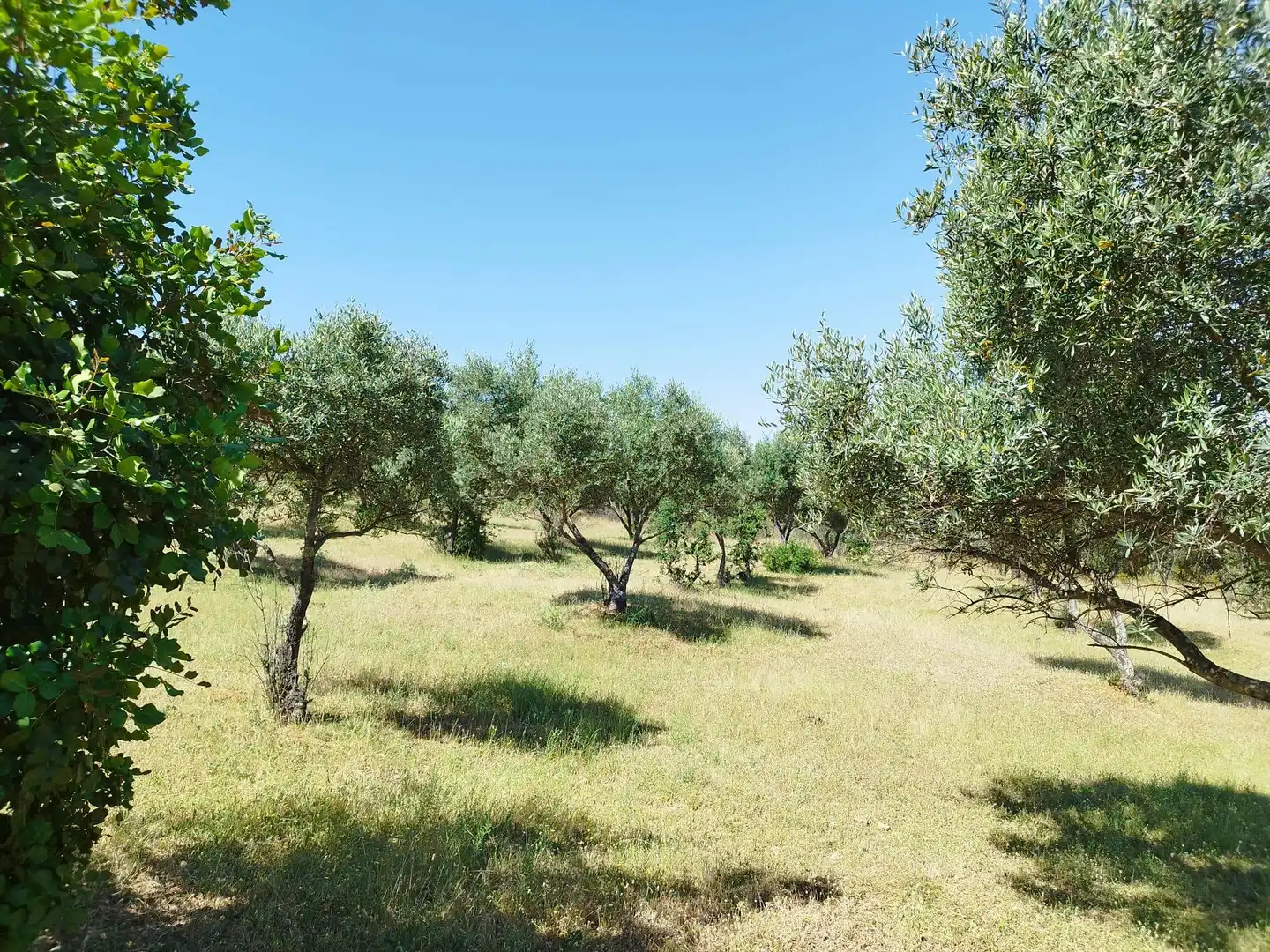 Finca rústica en venda en Almadén de la Plata amb Jardí privat