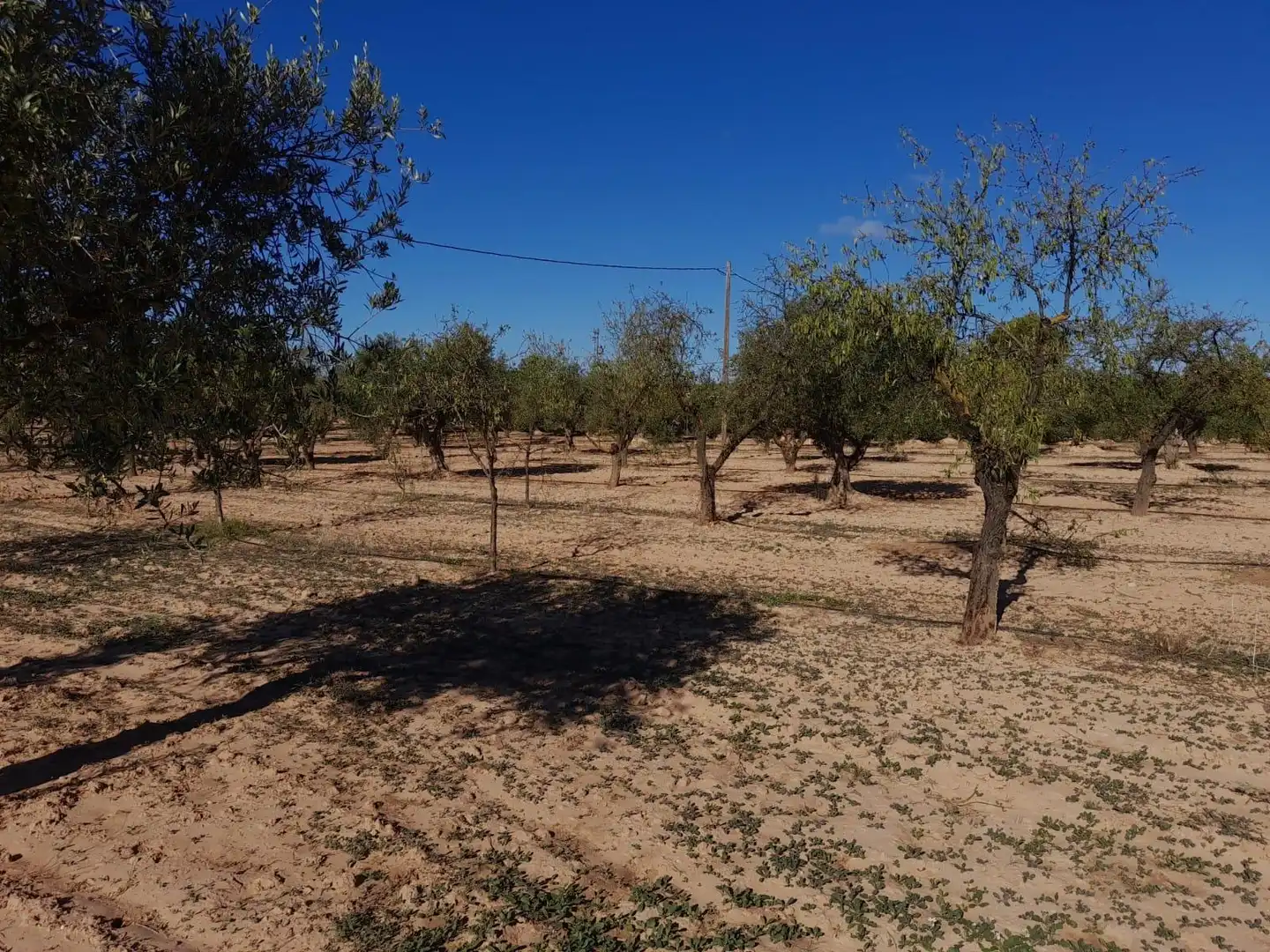 Casa o xalet en venda en Flix amb Jardí privat, Terrassa i Traster