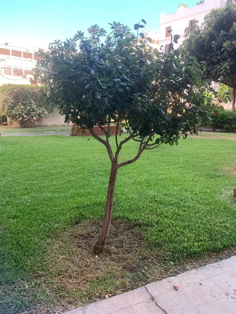 Garden of Flat for sale in Torremolinos  with Air Conditioner, Private garden and Storage room