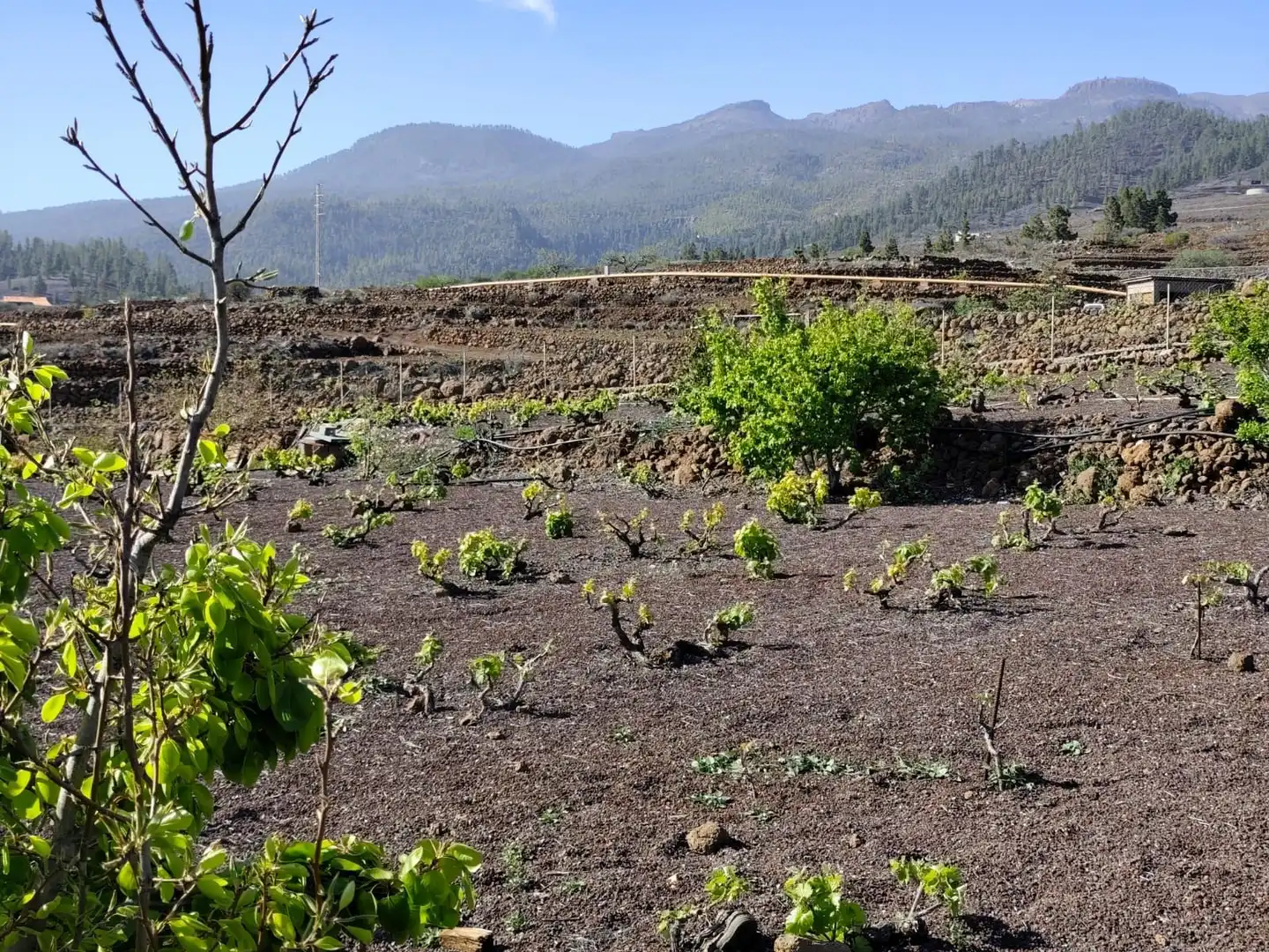 Jardín de Terreno en venta en Vilaflor de Chasna