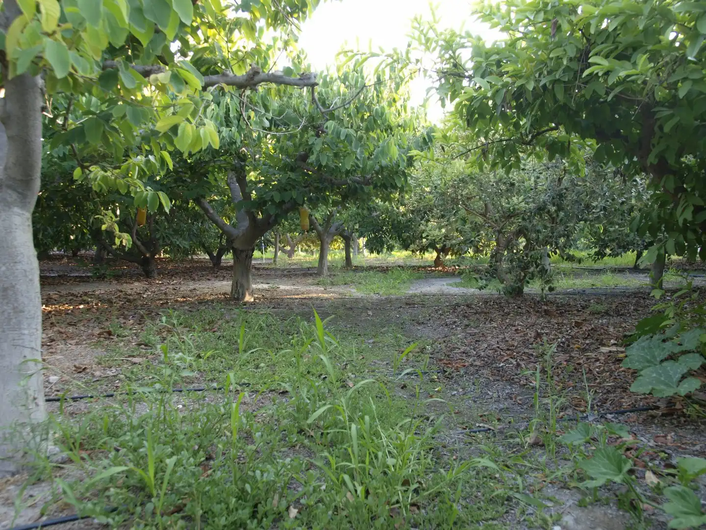 Casa rústica amb piscina en venda a Los Tablones - La Garnatilla, imagen 40