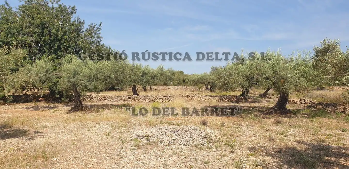 Terreno rústico en venta en Polígono 1, imagen 7