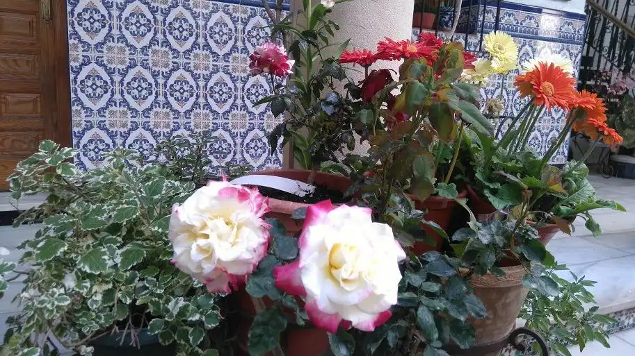 Garden of Houses for sale in Córdoba  with Air Conditioner, Heating and Storage room