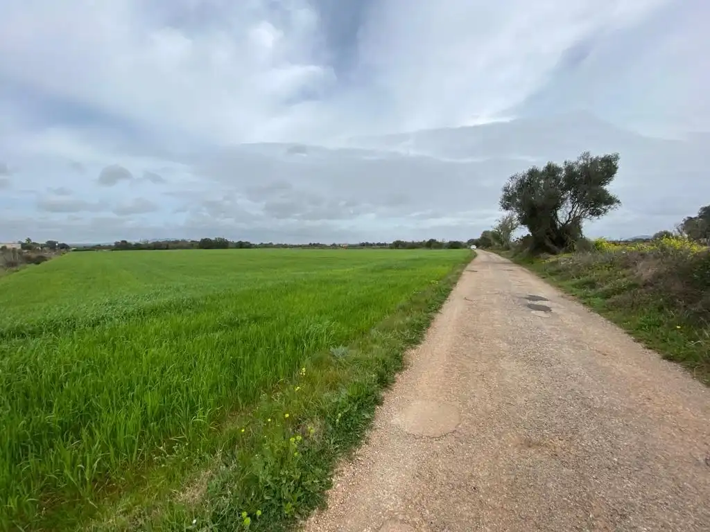 Rural land for sale in Felanitx Poble, imagen 2