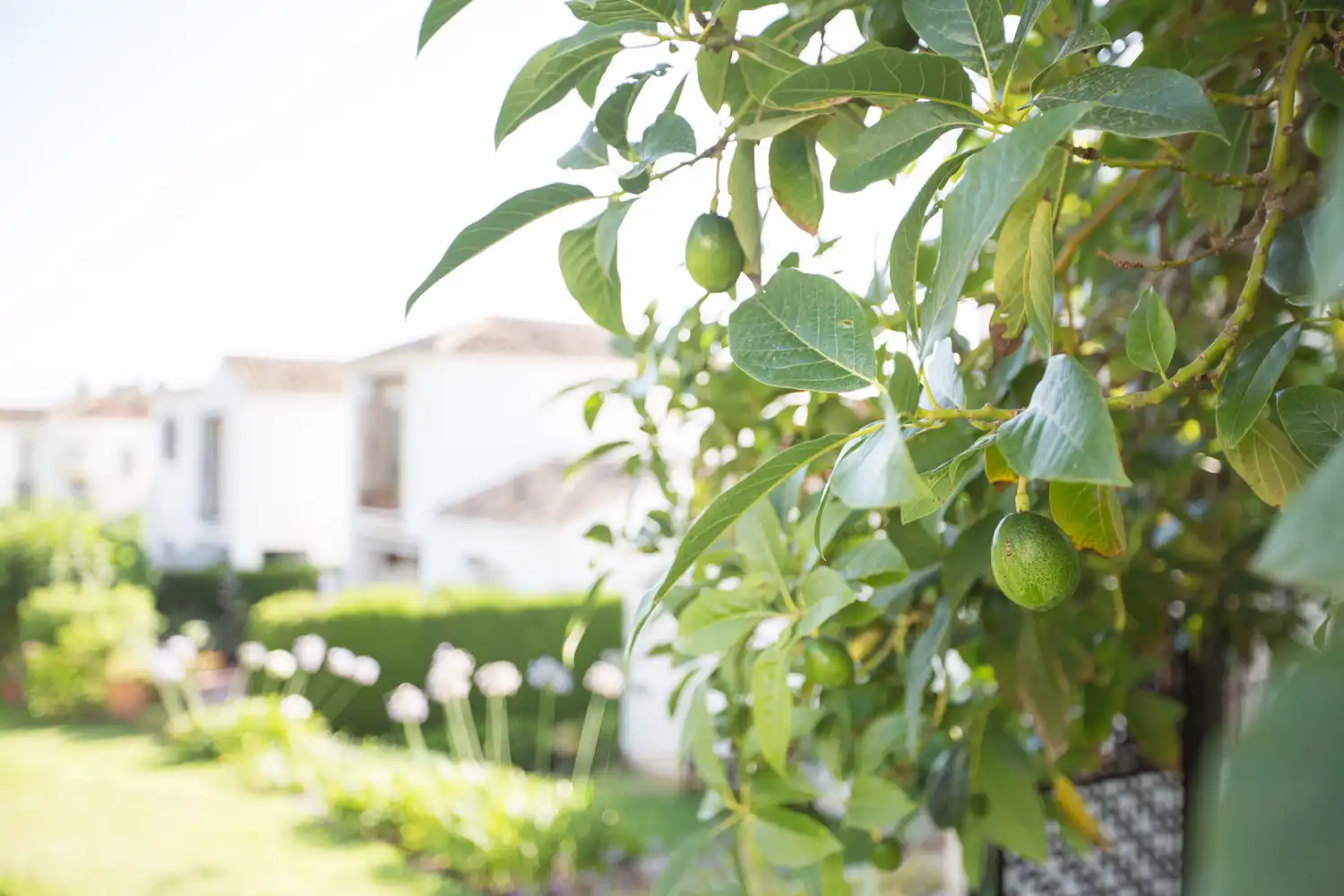 Ground floor for rent in Bello Horizonte - Lindasol