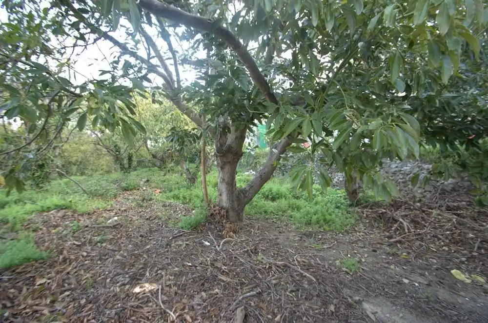 Terreny rústic en venda a Canillas de Albaida, imagen 3
