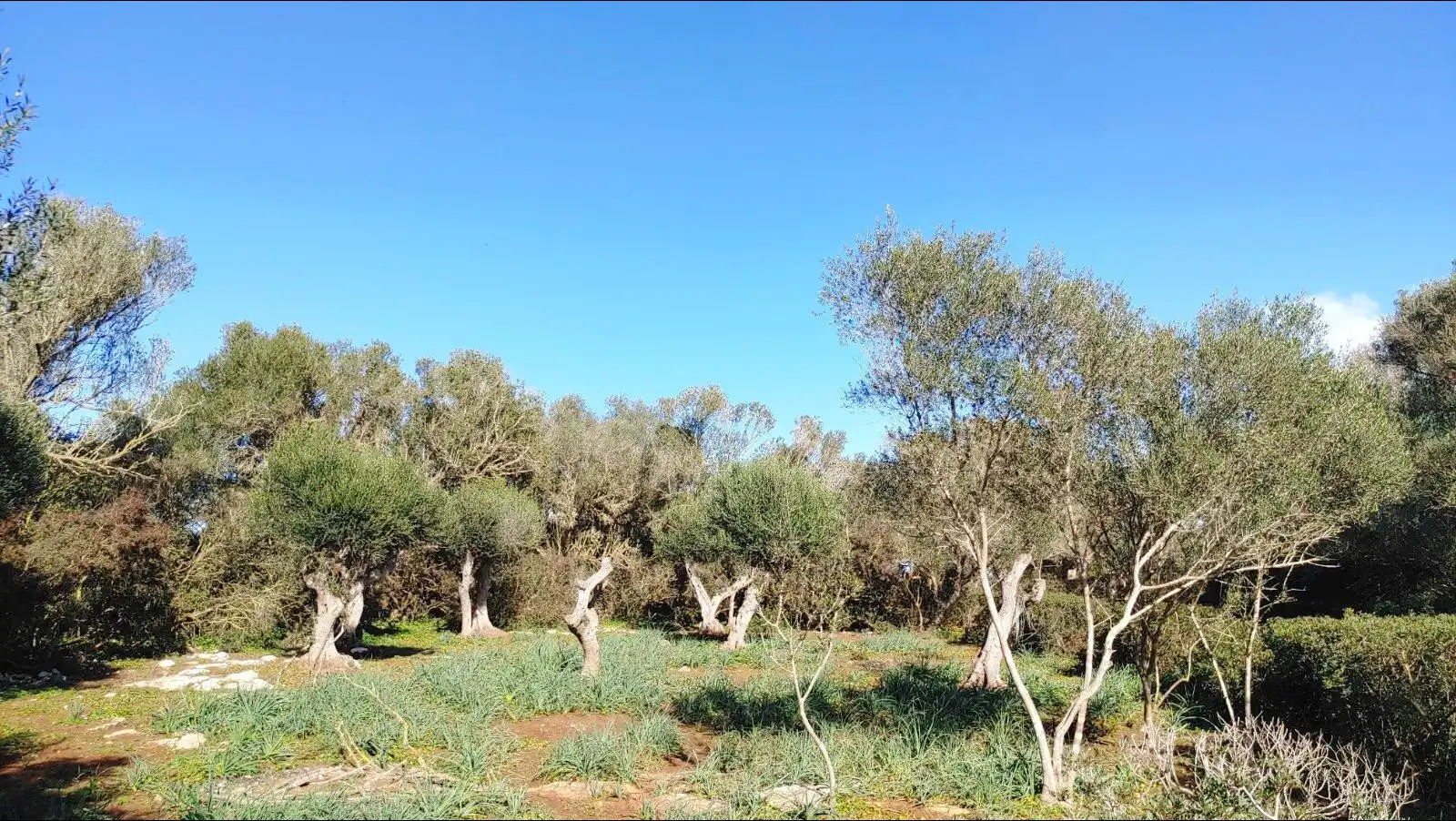 Terrenys i solars en venda a Felanitx Poble, imagen 2