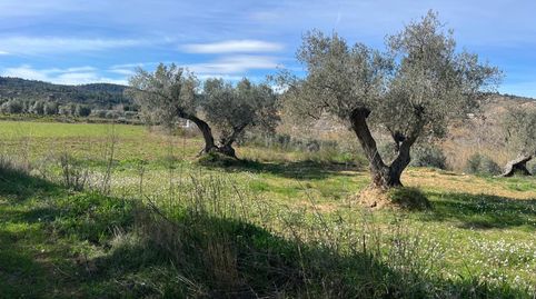 Preciosa finca rústica en Maella con olivos centenarios, agua y caseta, immagine 4