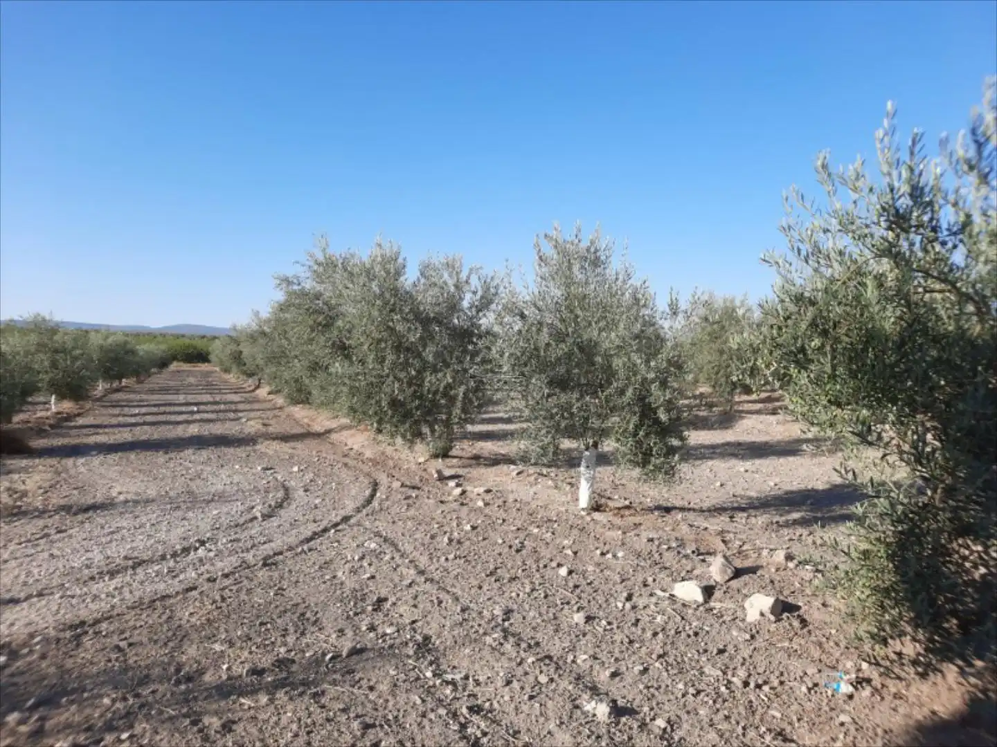 Terreny rústic en venda a Navas del Sepillar, imagen 2