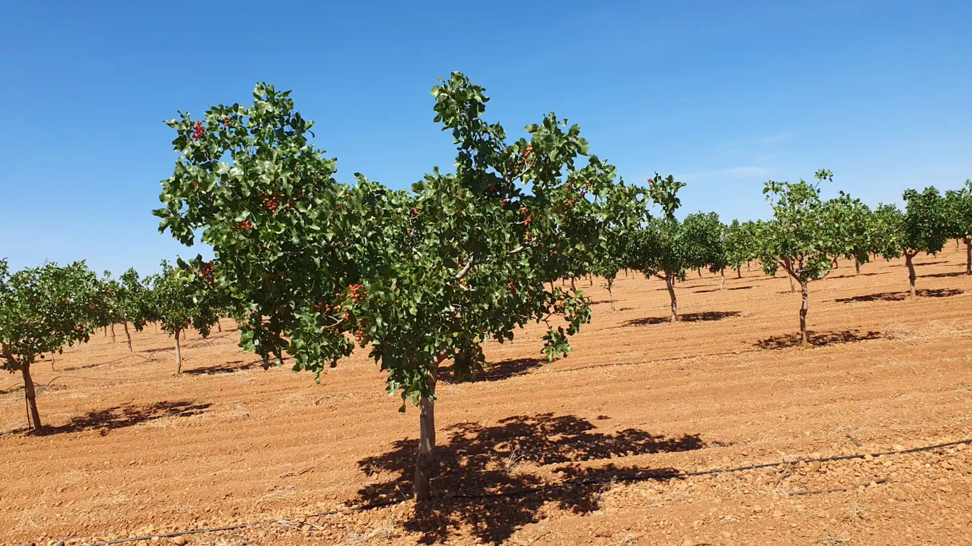 Jardín de Terreno en venta en Cuenca Capital